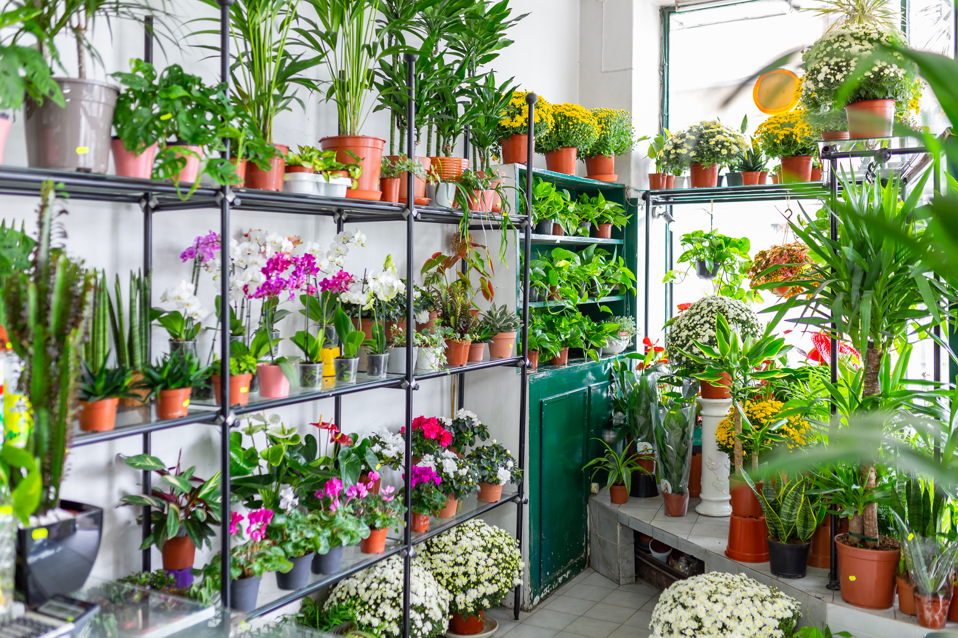 Plantaviva – Comercio de Flores e Plantas – Shop in Porto